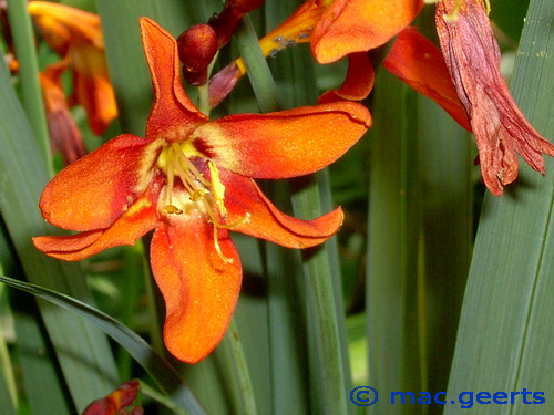 Crocosmia 'Dusky Maiden'